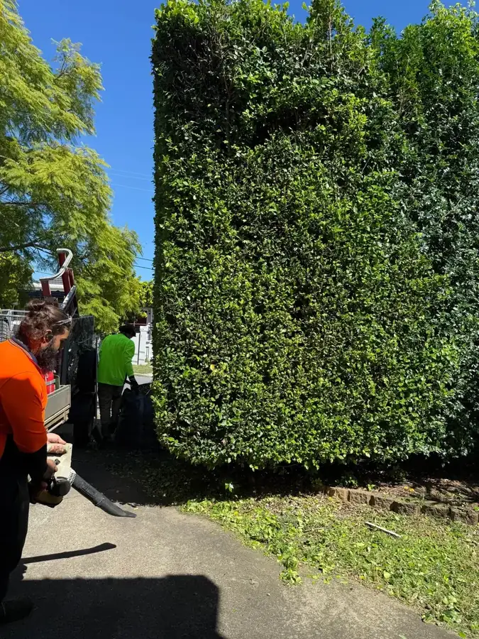 OnTime Landscape & Tree Maintenance carrying out hedging work in Hillcrest