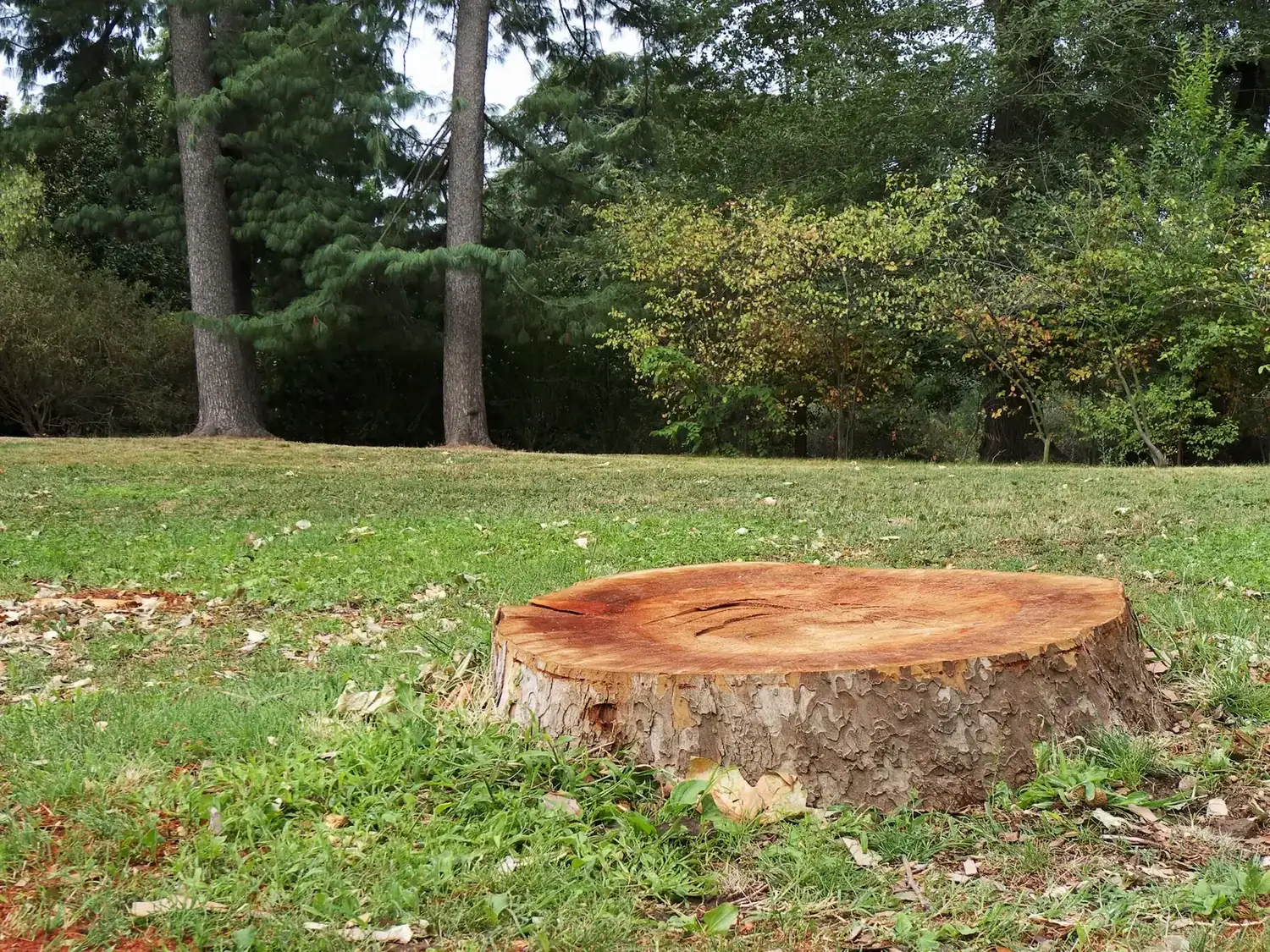 Tree Removal in Calamvale by OnTime Landscape & Tree Maintenance