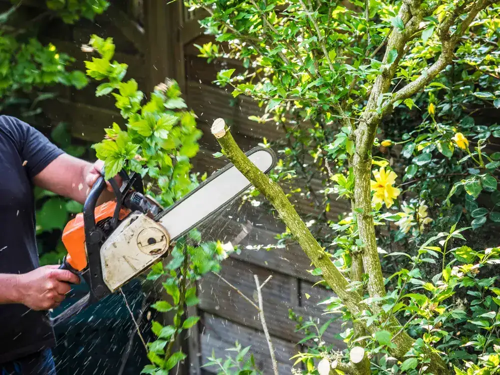 The OnTime crew on a tree removal job in Calamvale