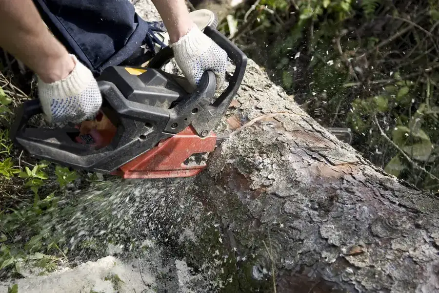 OnTime Landscape & Tree Maintenance carrying out tree removal work in Hillcrest