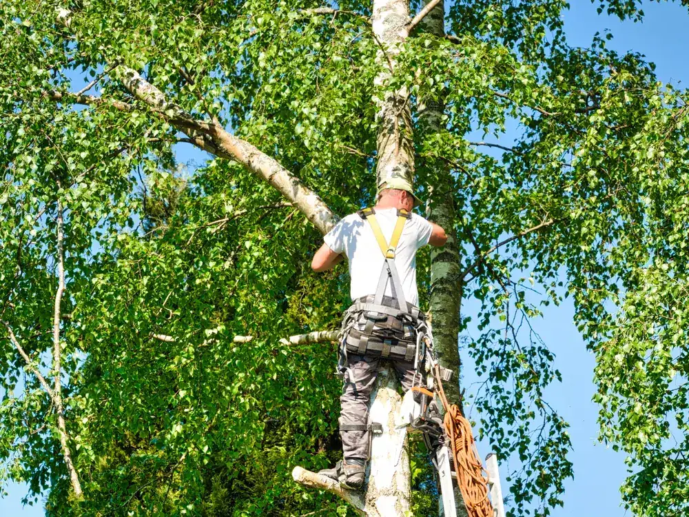 The OnTime crew on a tree removal job in Logan Reserve