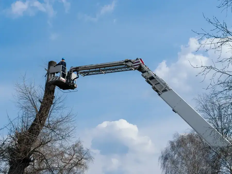 OnTime Landscape & Tree Maintenance carrying out tree removal work in Logan Reserve