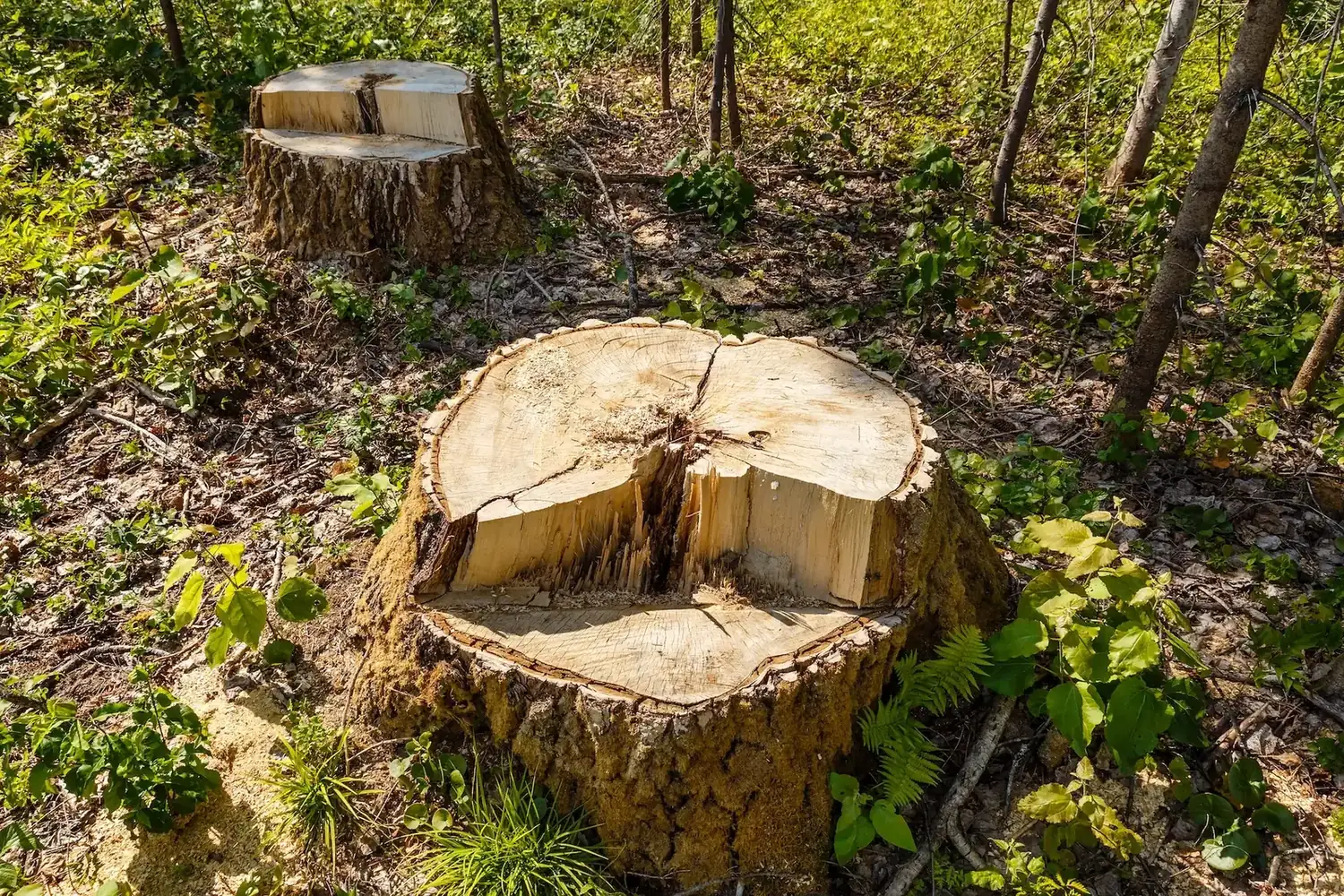 Tree Removal in Park Ridge by OnTime Landscape & Tree Maintenance