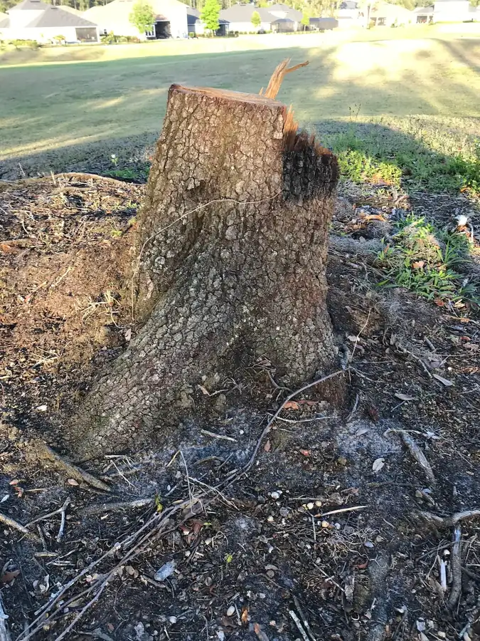 OnTime Landscape & Tree Maintenance carrying out tree removal work in Park Ridge