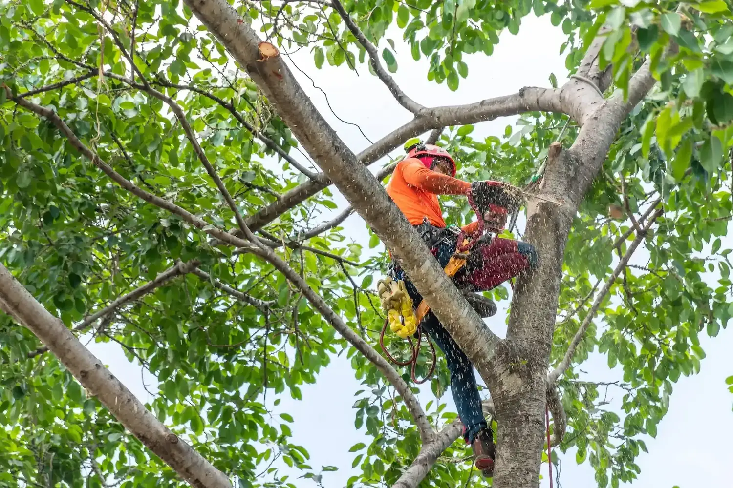 Tree Removal in Parkinson by OnTime Landscape & Tree Maintenance