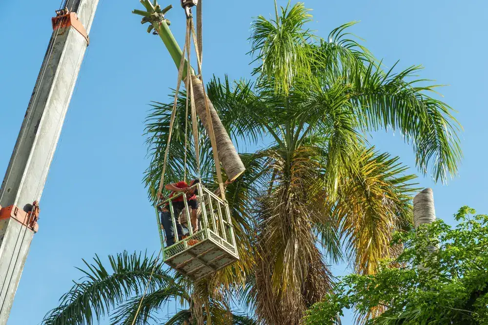 The OnTime crew on a tree removal job in Parkinson