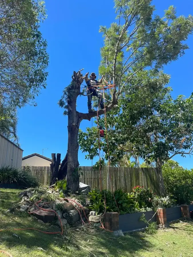 OnTime Landscape & Tree Maintenance carrying out tree removal work in Parkinson