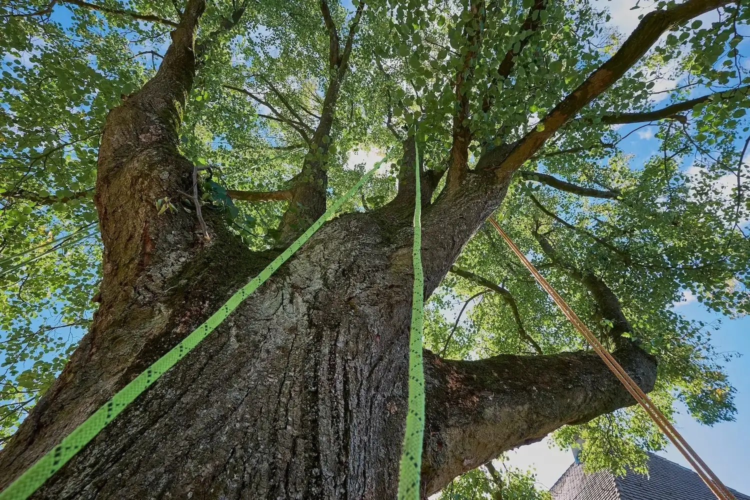 Tree Removal in Slacks Creek by OnTime Landscape & Tree Maintenance