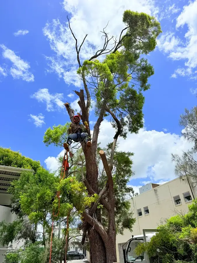 OnTime Landscape & Tree Maintenance carrying out tree removal work in Slacks Creek